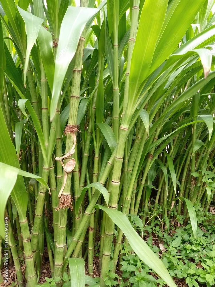 Fototapeta premium Fresh sugar cane growing in a lush garden setting, ready to be harvested and consumed, green, sugar cane, natural