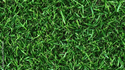 Lush green grass close up of a vibrant field natural scenery