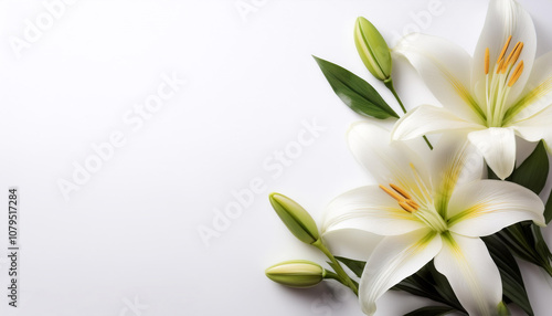 Fresh Lily flower garland foliage on side position provides copy space for text. background concept isolated white