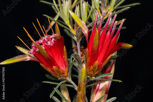 Australian Mountain Devil or Honey flower photo