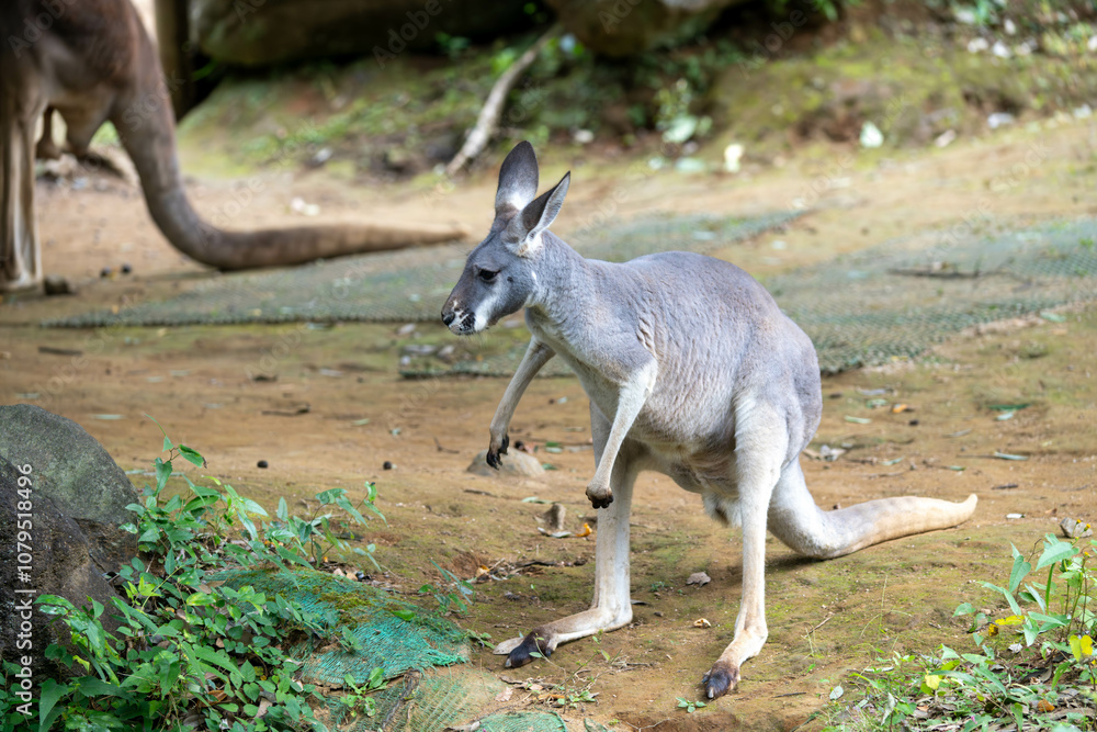 子供のアカカンガルー 子供のアカカンガルー