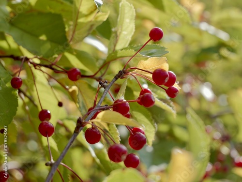 Red apples on a tree of the Siebold's crab (Malus toringo, syn. Malus sieboldii), Siebold's crabapple or Toringo crabapple. A species of crabapple native to eastern Asia, China, Japan, and Korea