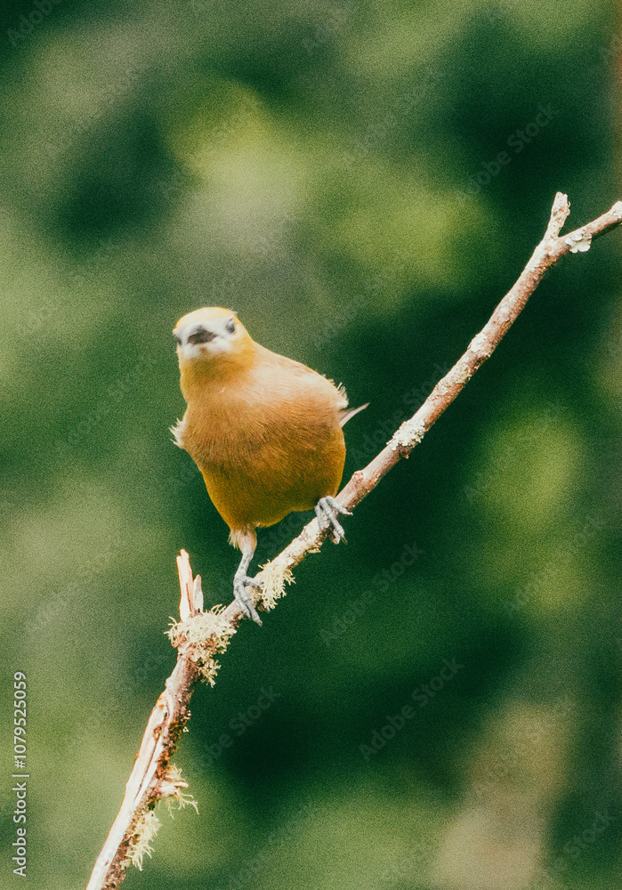 portrait of a yellow bird on a tree branch. portrait of a yellow bird on a tree branch.