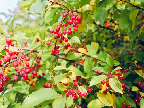 Red apples on a tree of the Siebold's crab (Malus toringo, syn. Malus sieboldii), Siebold's crabapple or Toringo crabapple. A species of crabapple native to eastern Asia, China, Japan, and Korea photo