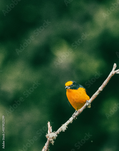 portrait of a yellow bird on a tree branch.