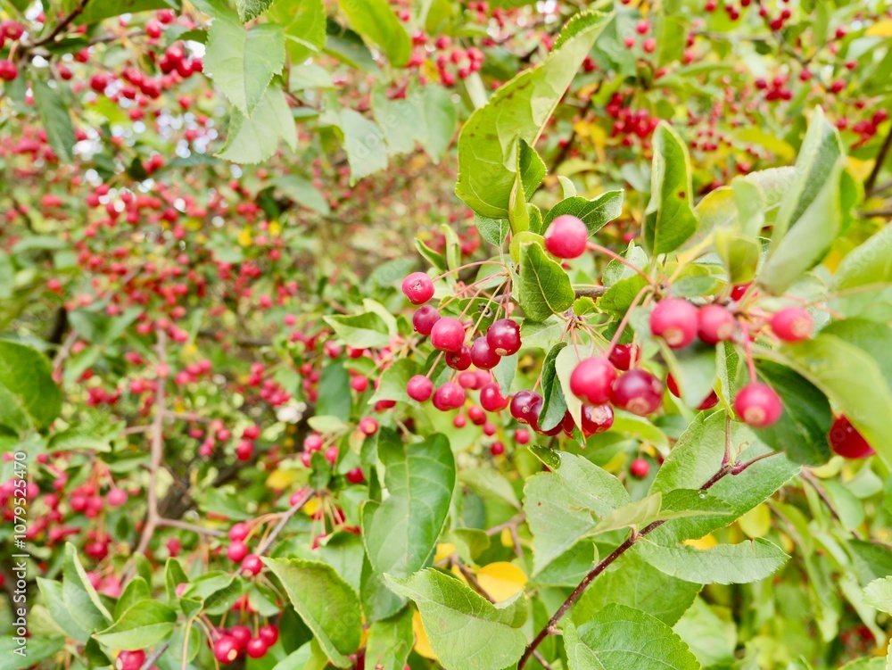 Obraz premium Red apples on a tree of the Siebold's crab (Malus toringo, syn. Malus sieboldii), Siebold's crabapple or Toringo crabapple. A species of crabapple native to eastern Asia, China, Japan, and Korea