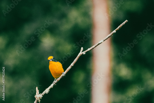 portrait of a yellow bird on a tree branch.