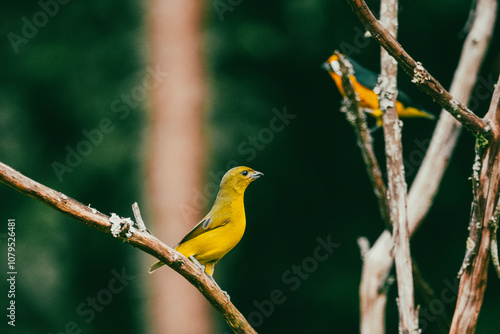 portrait of a yellow bird on a tree branch.