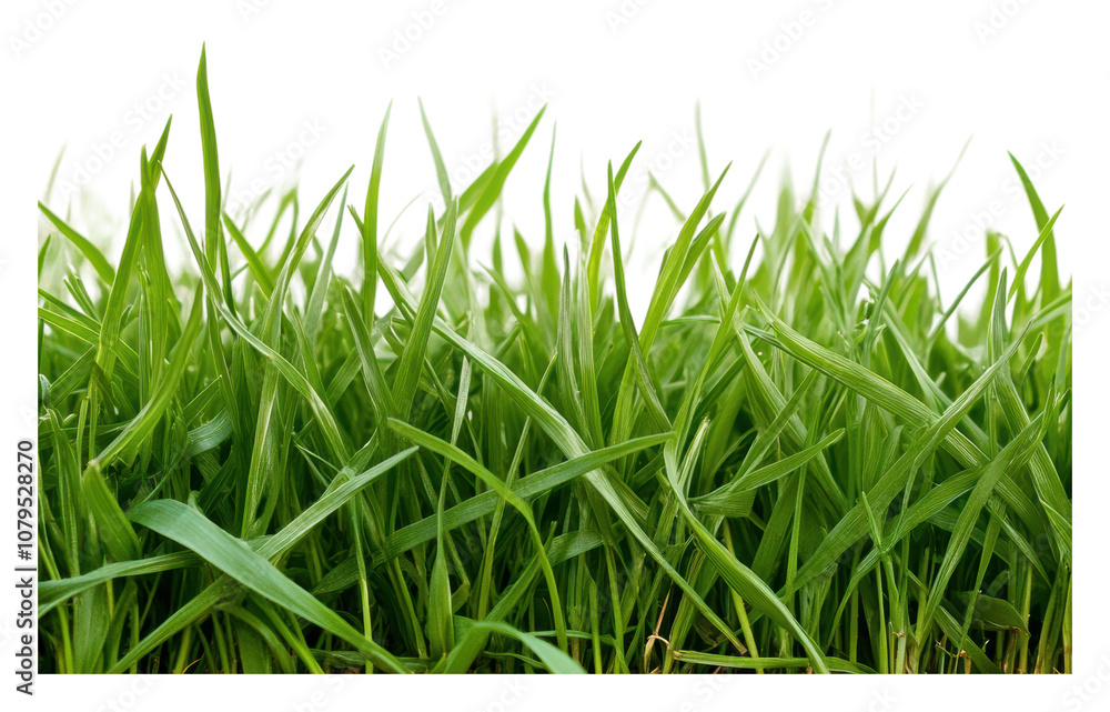 Fototapeta premium PNG Lush green grass blades growing in a sunny field