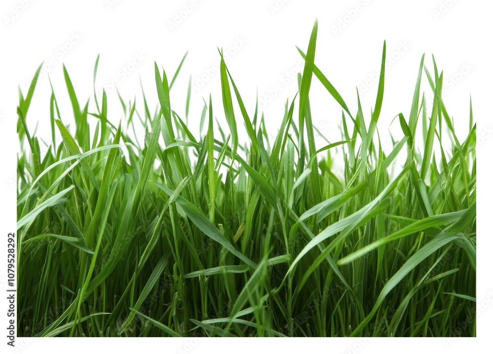 Obraz premium PNG Fresh green blades of grass in a sunny setting