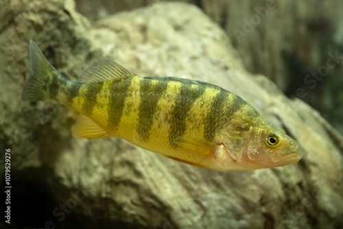 From the dock or boat, Yellow Perch (Perca flavescens) are always a fun sport fish to reel in. considered a panfish, many anglers like to cook and it this species. Controlled conditions