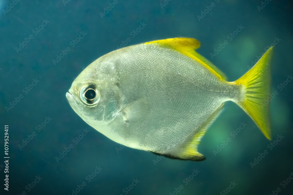 Naklejka premium Silver Moonyfish (Monodactylus argenteus), with large eyes, shimmering gray, and bright vibrant yellow scales. Swims in an aquarium of deep blue water. Native to the Pacific