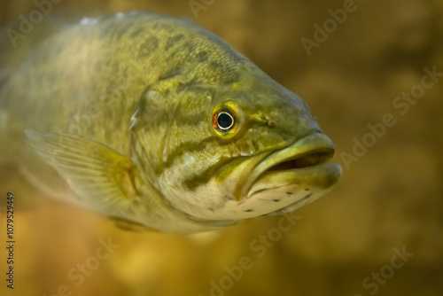 Close up with a Largemouth Bass (Micropterus nigricans). Warm sun filled water inhabited by freshwater fish. Underwater photo of a popular sport fish, fishing and angling. Controlled Conditions