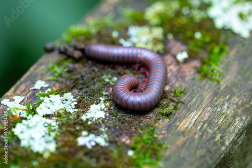 An american giant millipede (narceus americanus, iron worm) curled up on a railing alongside a boardwalk in Ontario, Canada. photo