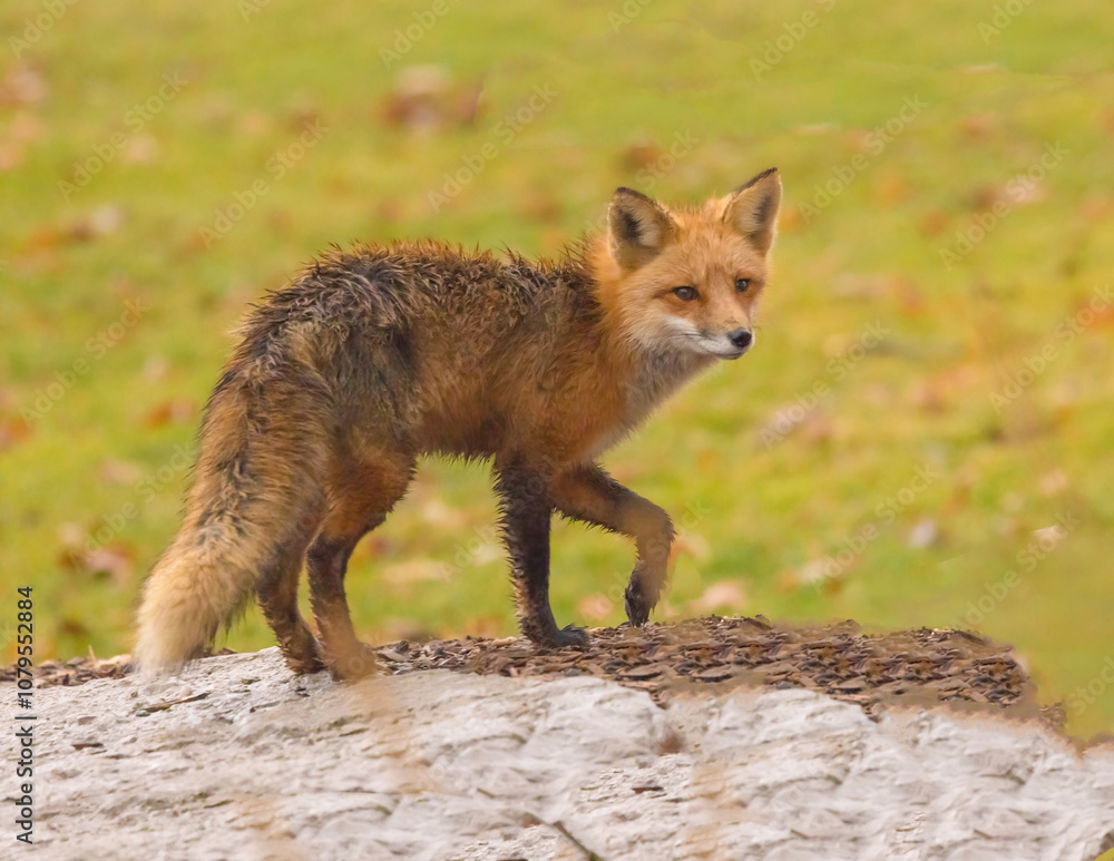 Fototapeta premium Red Fox In The Wild