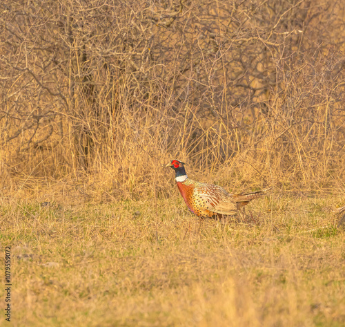 pheasant in the wild photo