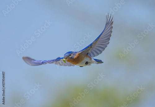 Blue Bird In Flight