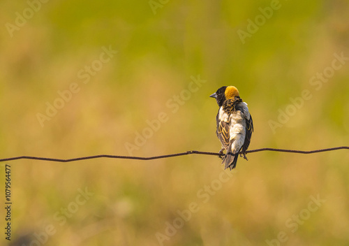 Bobolink Perched On A Wire photo