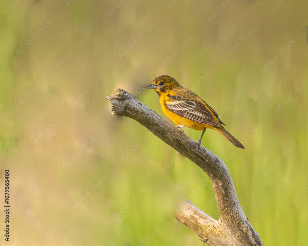 Female Baltimore Oriole On A Branch Female Baltimore Oriole On A Branch