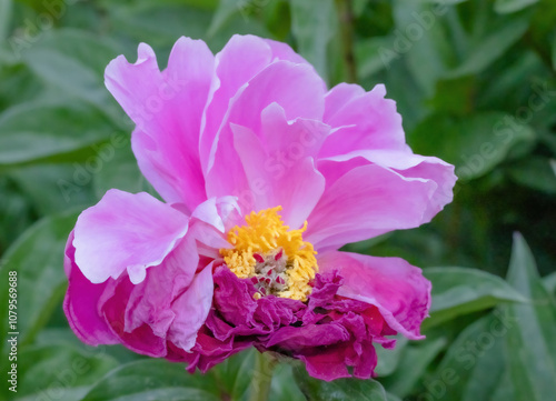 Peony Flower In Flull Bloom