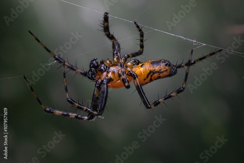 Aranha  photo