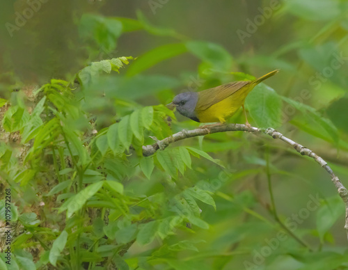 Mourning Warbler photo