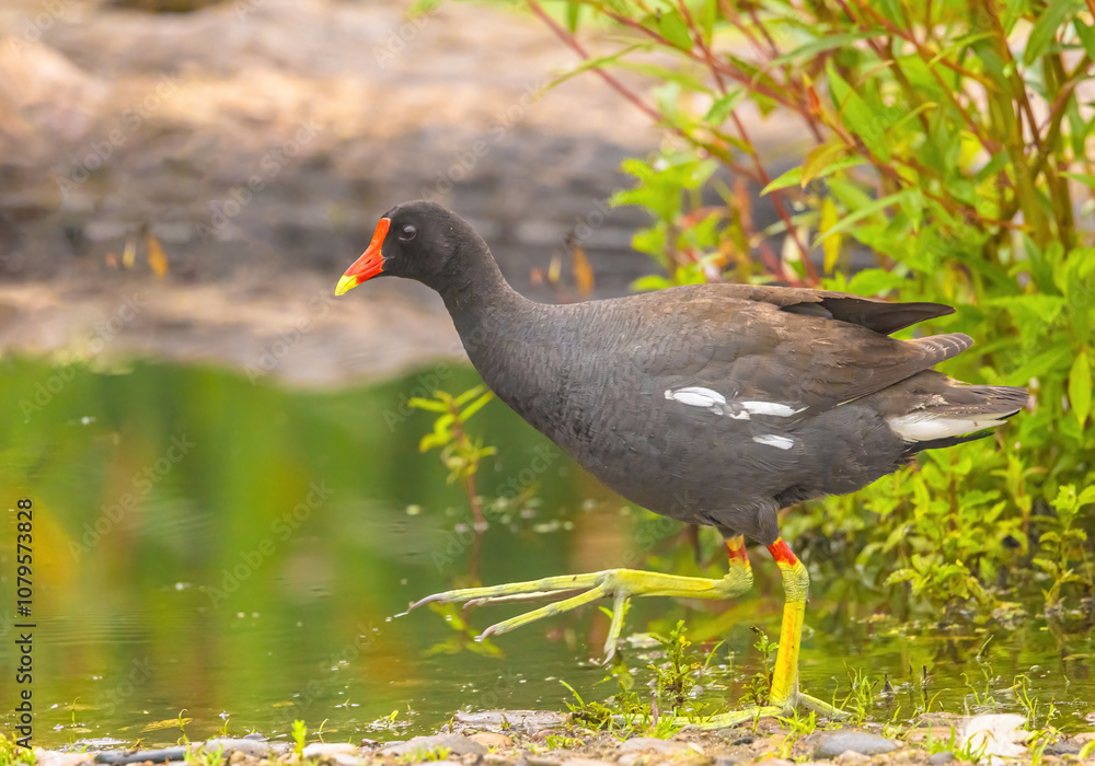 Gallinule On The Edge Of The Water Gallinule On The Edge Of The Water
