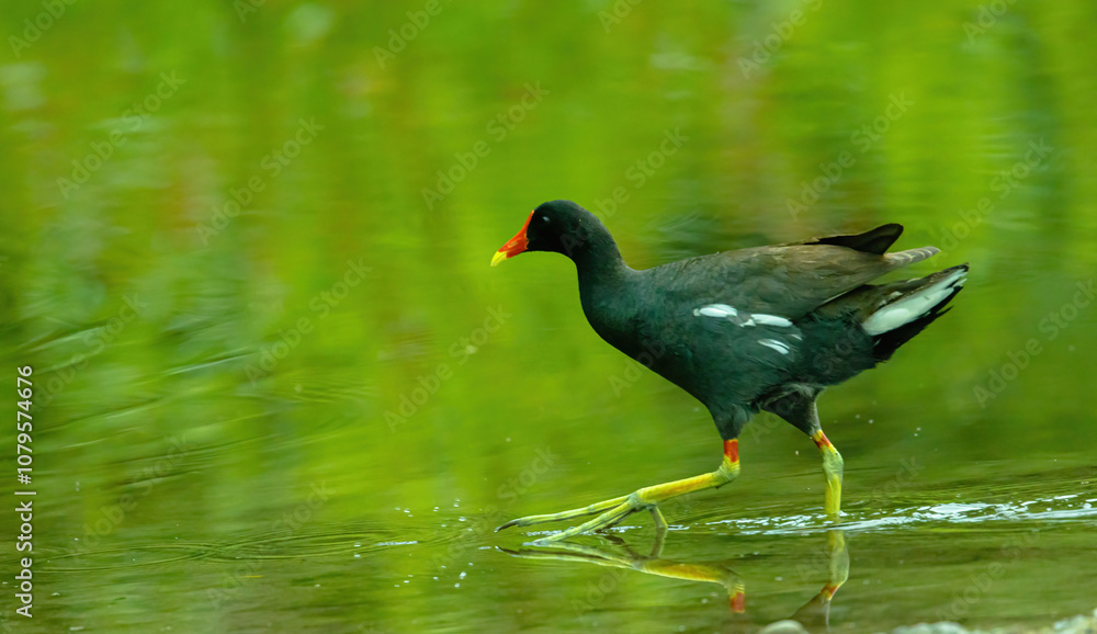 Gallinule Walking Through The Marsh Gallinule Walking Through The Marsh