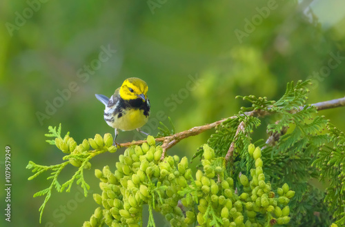 Black Throated Green Warbler photo