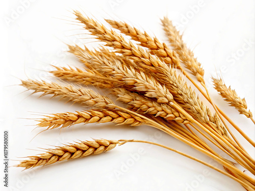 ears of wheat. wheat, agriculture, grain, isolated, food, plant, corn, cereal, crop, barley, bread, white, ear, yellow, rye, seed, nature, harvest, gold, ears, natural, dry, farm, golden, straw