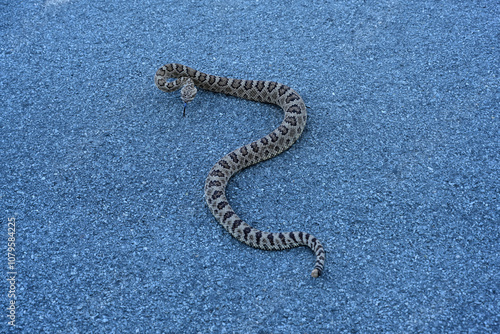  A Great Basin Rattlesnake (Crotalus viridis lutosus) in Hidden Valley Regional Park Reno, Nevada.
 photo