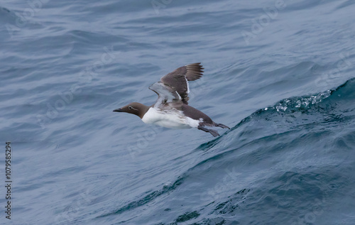 Common Murre In Flight photo