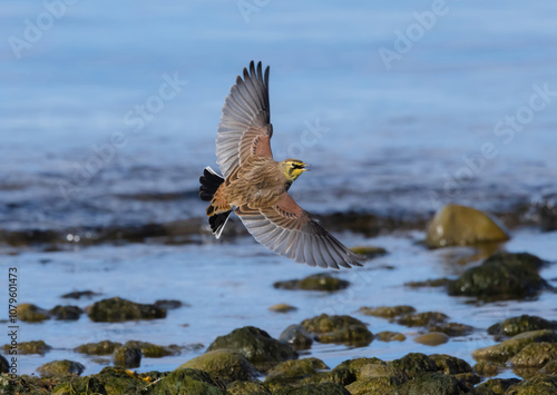 Horned Lark In Flight