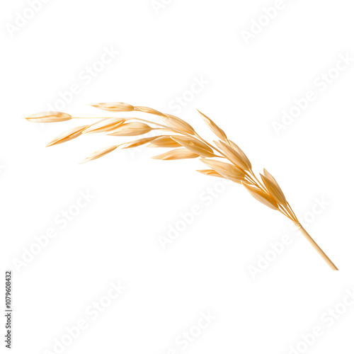 Single rice stalk with golden grains, elegant and semi-transparent