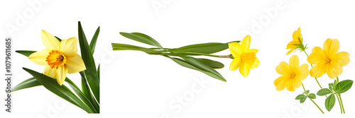 Set of a yomba flower, yellow fragrant flowers with green leaves, isolated on transparent background. 