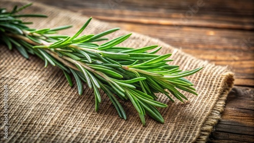 Freshly picked rosemary sprig on a background, aromatic, culinary herb, cooking ingredient, fragrant, green, organic