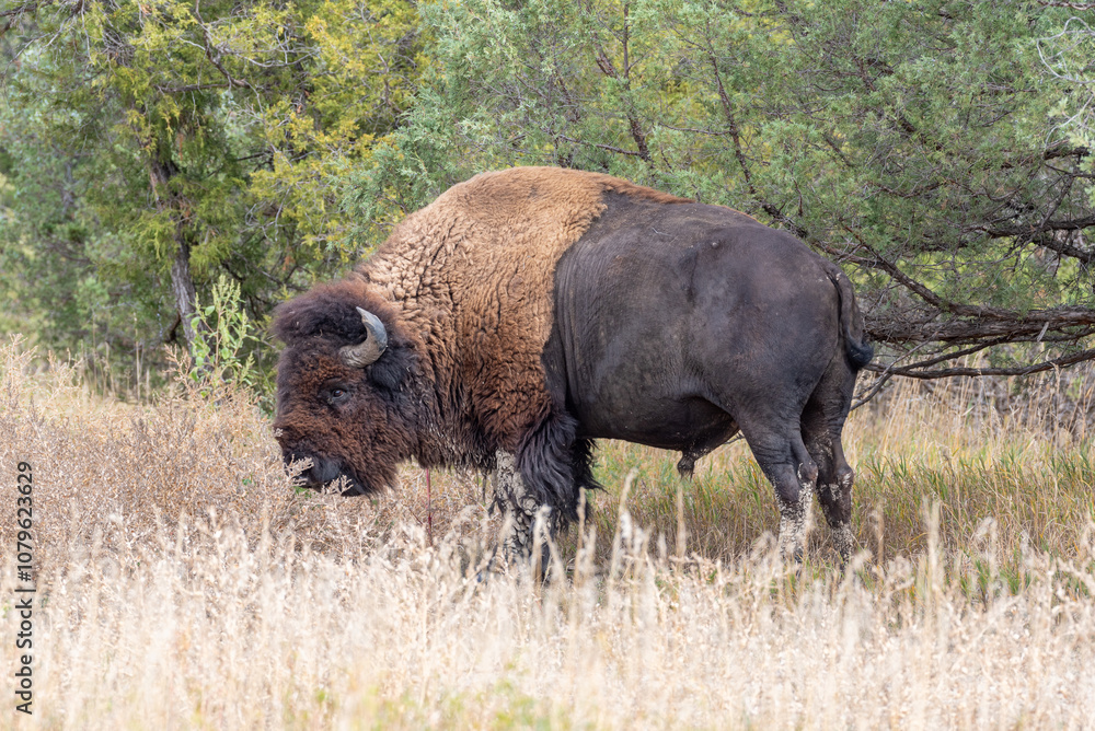 Large male bison grazing in tall grass near forest in national park Large male bison grazing in tall grass near forest in national park