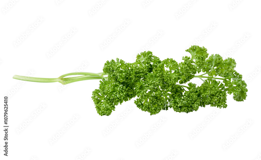 chopped parsley leaves on white background. chopped parsley leaves on white background.