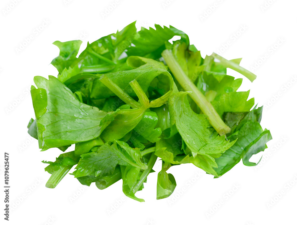 cut coriander with water drop on white background. cut coriander with water drop on white background.