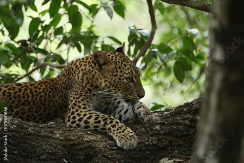 Sri Lankan Leopards in Wilpattu National Park, Sri Lanka 