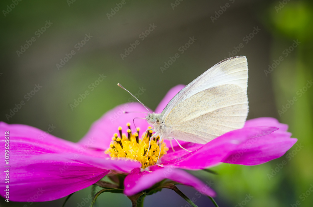 close up of a cabbage white butterfly on a flower close up of a cabbage white butterfly on a flower