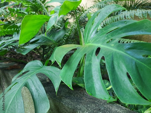 plants in the garden