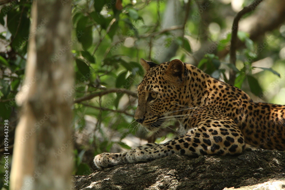 Sri Lankan Leopards in Wilpattu National Park, Sri Lanka Sri Lankan Leopards in Wilpattu National Park, Sri Lanka