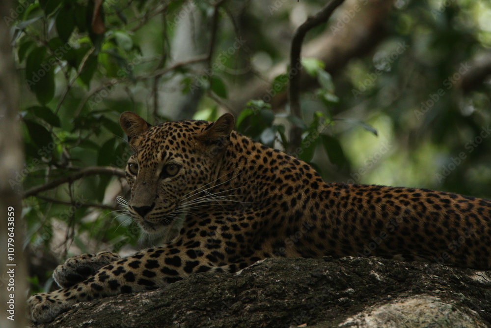 Sri Lankan Leopards in Wilpattu National Park, Sri Lanka Sri Lankan Leopards in Wilpattu National Park, Sri Lanka