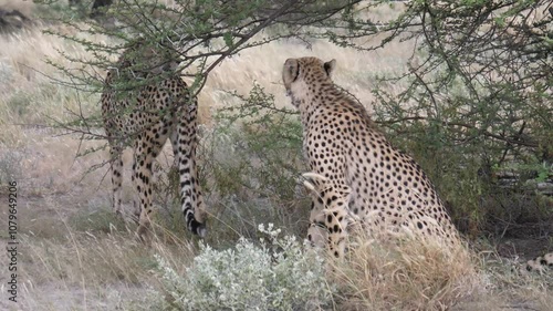 Two cheetahs at the savannah of the Kalahari Desert in Botswana
