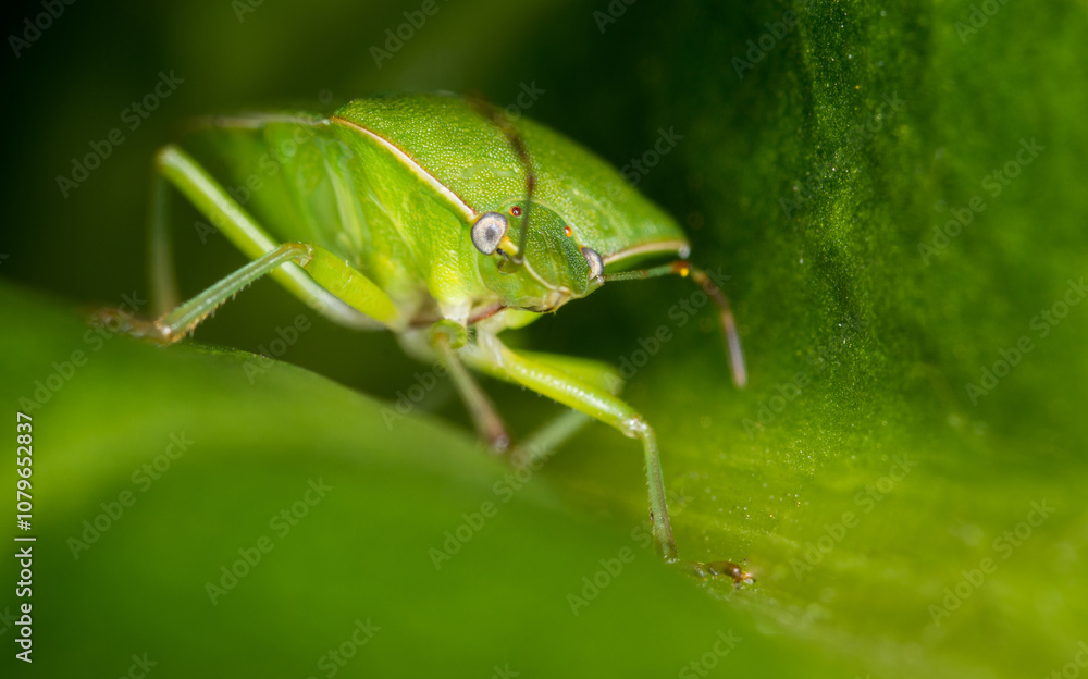 close up of stink bug or shield beetle close up of stink bug or shield beetle