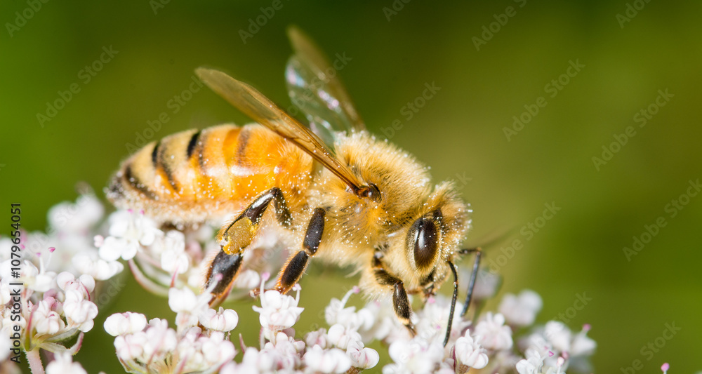 Honey Bee collecting nectar from flower Honey Bee collecting nectar from flower