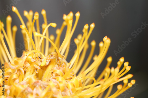 macro yellow leucospermum.flower photo