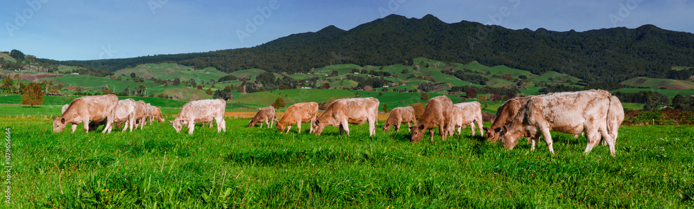 Naklejka premium herd of cattle grazing in lush green grass field
