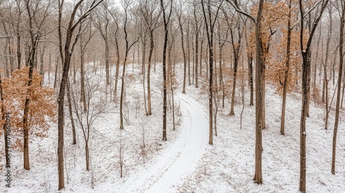 Serene Winter Landscape with Snow-Covered Trail Curving Through a Tranquil Forest of Leafless Trees and Golden Foliage Under a Soft Gray Sky